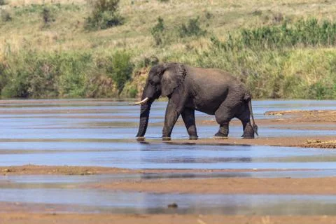 Bull Elephant Middle River Stock Photos