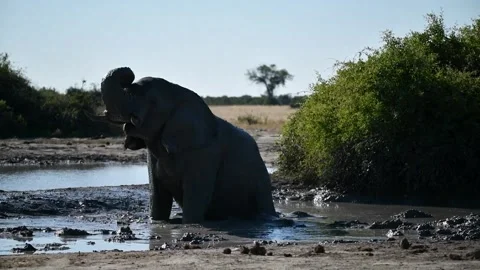 Bull elephant mud bath with audio; stands and scans to close the scene (50fps) Stock Footage 320845520