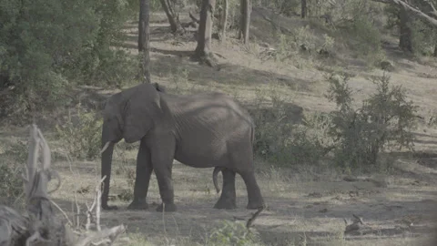 Bull Elephant in Musth Flapping Ears – Stationary Shot, Zimbabwe 스톡 동영상 311512426