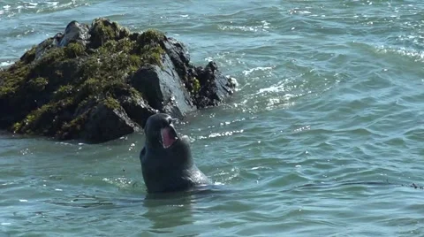 Bull Elephant Seal  Grunting Stock Footage