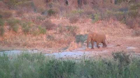 Bull Elephant Walking  Stock Footage 10981335