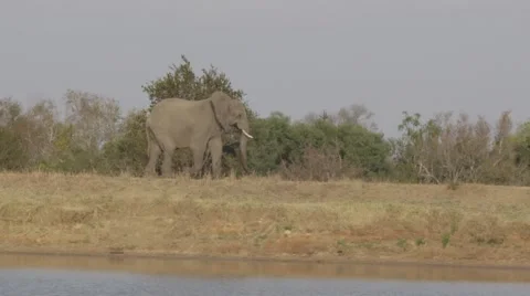 Bull Elephant Walking Stock-Footage 55647530