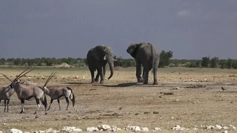 Bull elephants face-off; squared posture — Part 5 库存影片 320790105