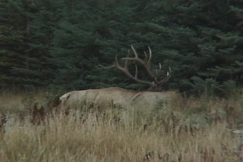 Bull Elk and Calf Stock Footage