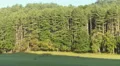 Bull Elk and Harem 1 HD Footage