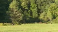 Bull Elk and Harem 2 HD Footage