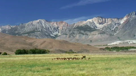 Bull Elk and harem Stock Footage 569786