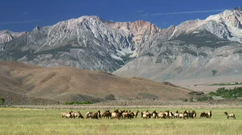 Bull Elk and harem Stock Footage 569802