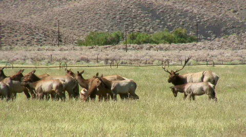 Bull Elk and harem Stock Footage 705171