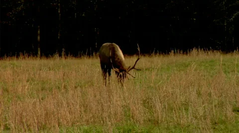 Bull Elk Approaches 스톡 동영상 543701