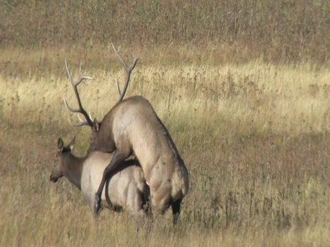 Bull Elk Attempts Copulation for the Third Time Stock Footage 125460941