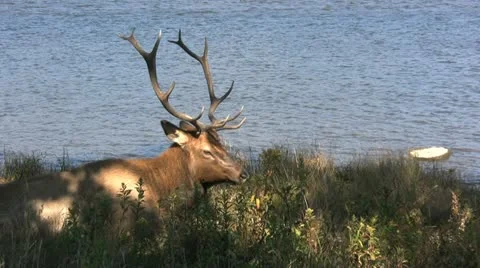 Bull Elk Bedded Stock-Footage 12449832