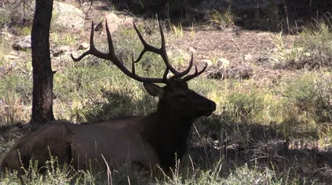 Bull  Elk Bedded Vídeos de archivo 42024550