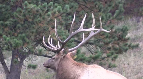 Bull  Elk Bedded Stock-Footage 42149504
