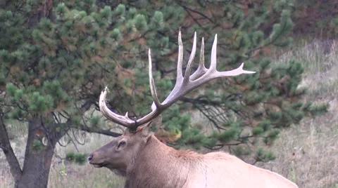 Bull  Elk Bedded Vídeos de archivo 42149743