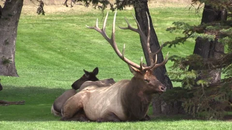 Bull  Elk Bedded Stock-Footage 43086349
