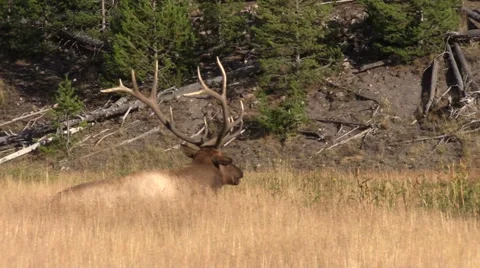 Bull  Elk Bedded Stock-Footage 55771952