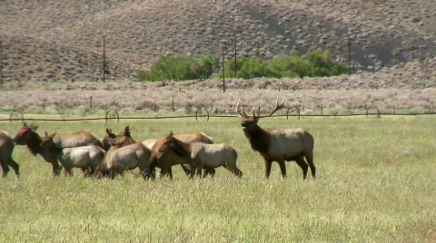 Bull elk bellowing Stock Footage 701745