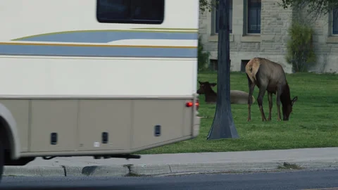 Bull Elk With Big Horns Attacks Passing Car Making A Stand For His Herd Stock Footage 130224696