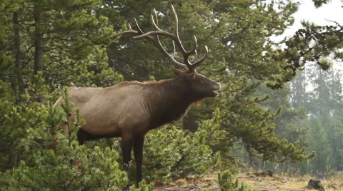 Bull Elk Breath Stock Footage