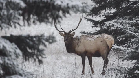 Bull elk browsing in forest opeing in winter snow Stock Footage 256094183