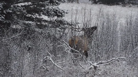 Bull elk browsing in willows, Jasper Nat Park, Canada  Stock Footage 256094110