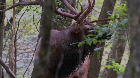 Bull Elk Bugle, 4K 스톡 동영상 140472887