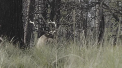Bull Elk Bugle 動画素材 108008609