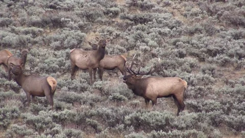 Bull elk bugles and surrounded by females with high quality audio Stock Footage 228759327