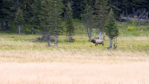 Bull Elk Bugling and walking Stock Footage