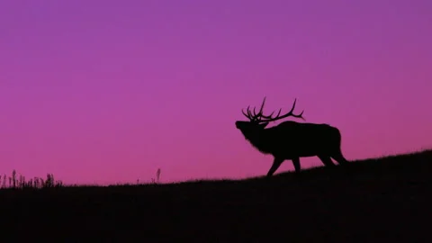 Bull Elk Bugling and Walking Silhouetted Against Lavender Sunrise. Stock Footage 228879848