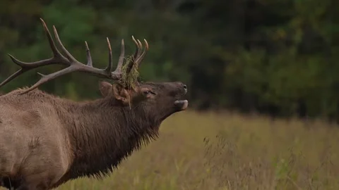 Bull Elk Bugling During Rut Stock Footage 266060978