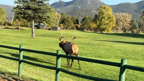 Bull Elk Bugling During Rut on Golf Course – Colorado Mountains Stock Footage 333796483