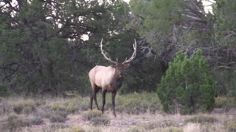 Bull  Elk Bugling in the Fall Rut Stock-Footage 56219985