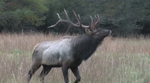 Bull elk bugling Stock Footage 8948975