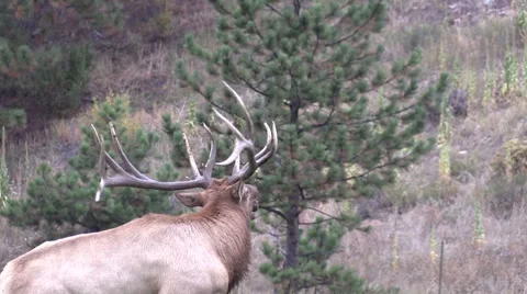 Bull  Elk Bugling Stock-Footage 42576843