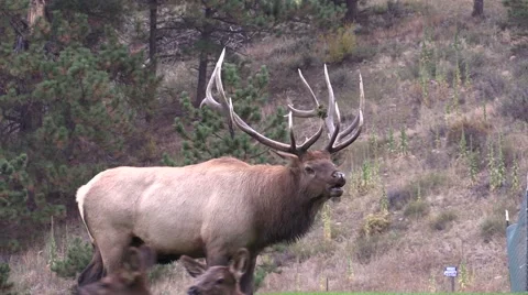 Bull  Elk Bugling Vídeos de archivo 42577394