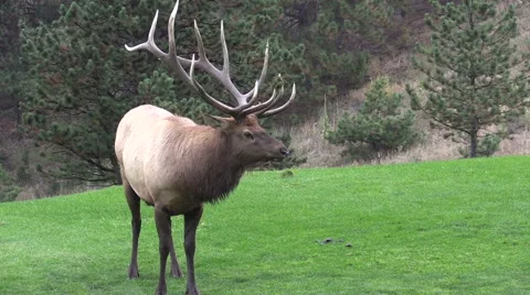Bull  Elk Bugling Vídeos de archivo 42621626