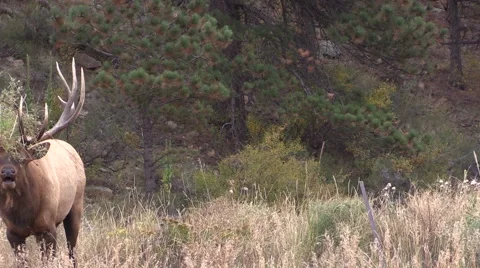 Bull  Elk Bugling Vídeos de archivo 42679948