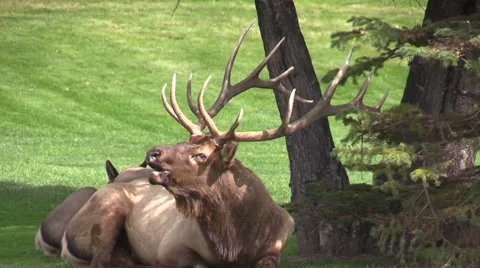 Bull  Elk Bugling Stock-Footage 43085820