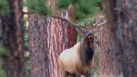 Bull Elk Bugling Stock Footage 95767111
