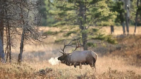 Bull Elk Bugling Vídeos de archivo 146706765