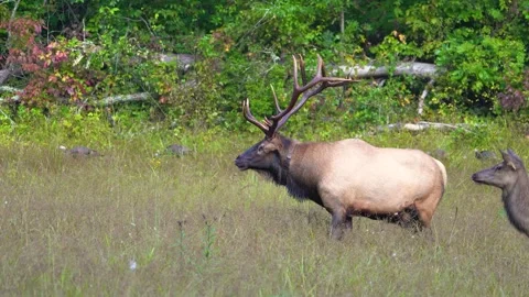 Bull Elk Bugling Stock Footage 211154574
