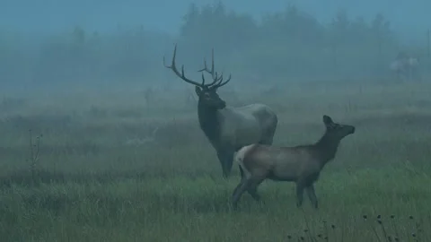 Bull elk bugling. Stock Footage 251460841