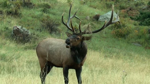 Bull elk bugling. Stock Footage 251465615