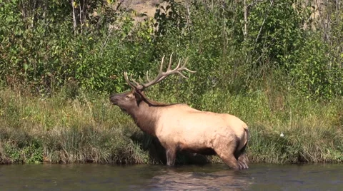 Bull  Elk Bugling in River Vídeos de archivo 42280735