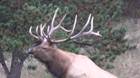 Bull  Elk Bugling in the Rut Vídeos de archivo 42149591