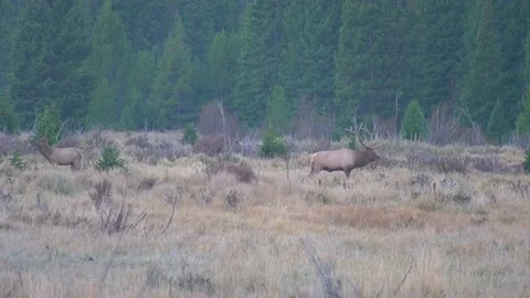 Bull elk bugling with sound during the rut Stock Footage 140295666