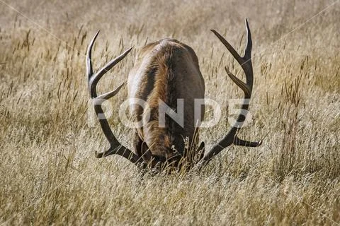 Bull Elk (Cervus canadensis) grazing with head down Stock Photos