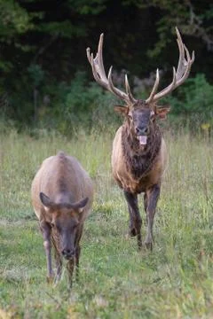 Bull Elk Chasing Cow Stock Photos